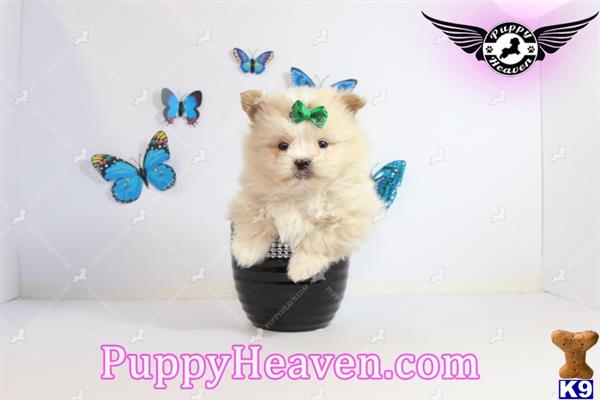 lvpuppyheaven Picture 2